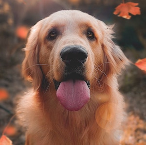 thirsty lab